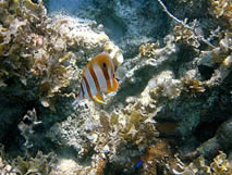 Snorkelling at Mapur Island