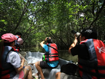 The Canopi Resort - Mangrove Tour