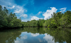 Mangrove Tour
